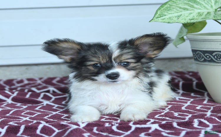 Papillon dogs for sale - Ad 1