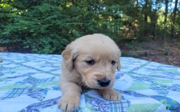 Golden Retriever dogs for sale: SHELLY - Image 12