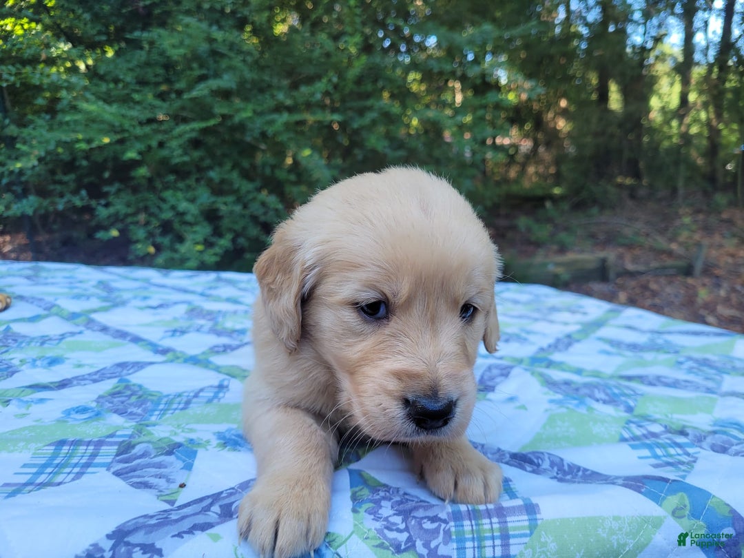 Golden Retriever dogs for sale: SHELLY - Image 12