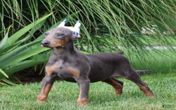 Doberman Pinscher dogs for sale: Luna - Image 3