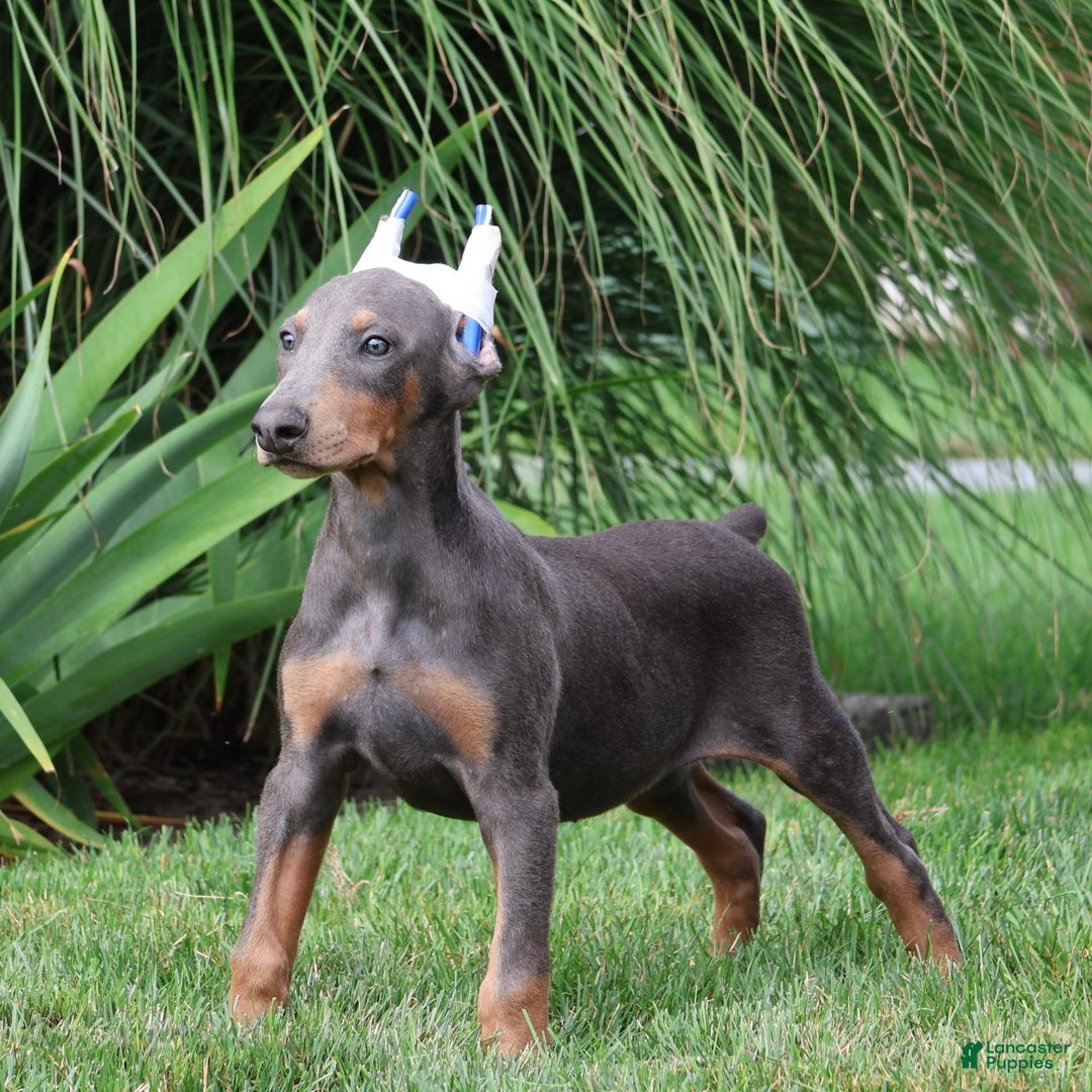 Doberman Pinscher dogs for sale: Luna - Image 3
