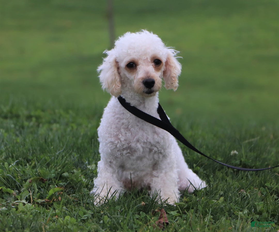 Miniature Poodle dogs for sale: Jazz - Image 24