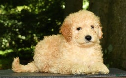 Mini Goldendoodle dogs for sale: Lincoln - Image 2