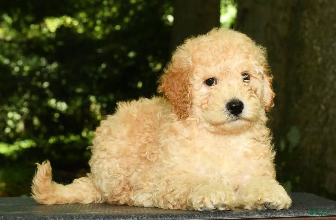 Mini Goldendoodle dogs for sale: Lincoln - Image 2