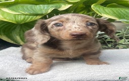 Miniature Dachshund dogs for sale: Lady La Cherish - Image 4