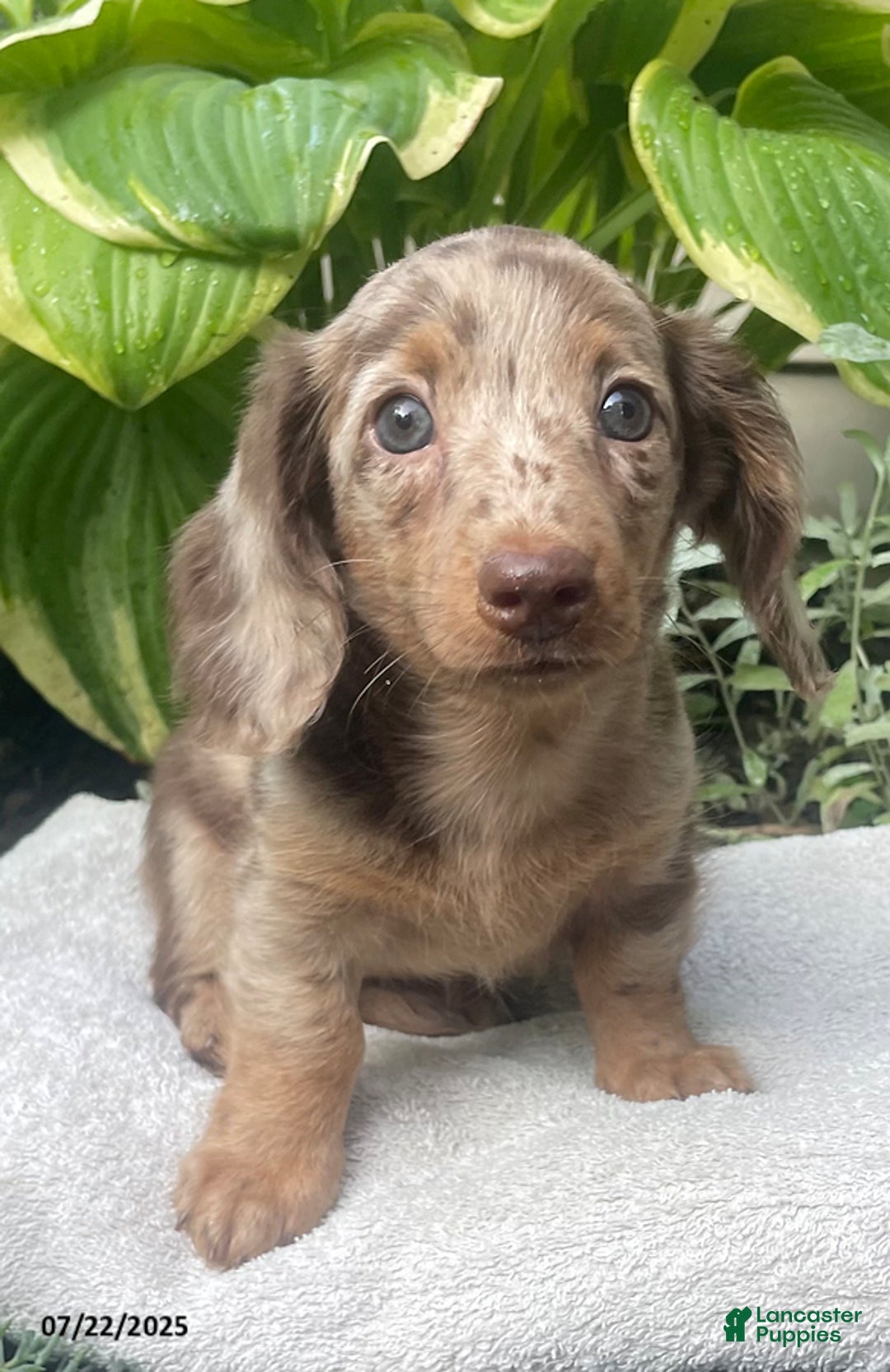 Miniature Dachshund dogs for sale: Lady La Cherish - Image 4