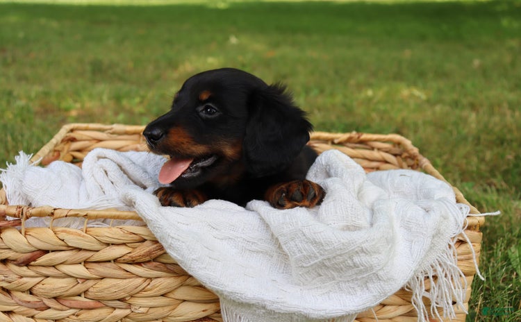 Miniature Dachshund dogs for sale - Ad 2