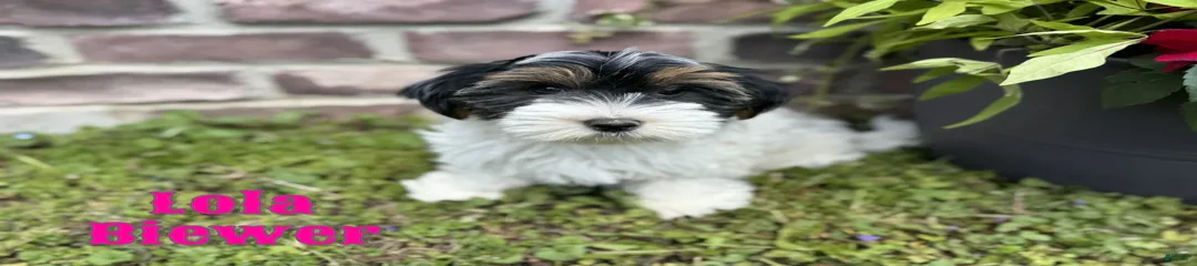 Lola