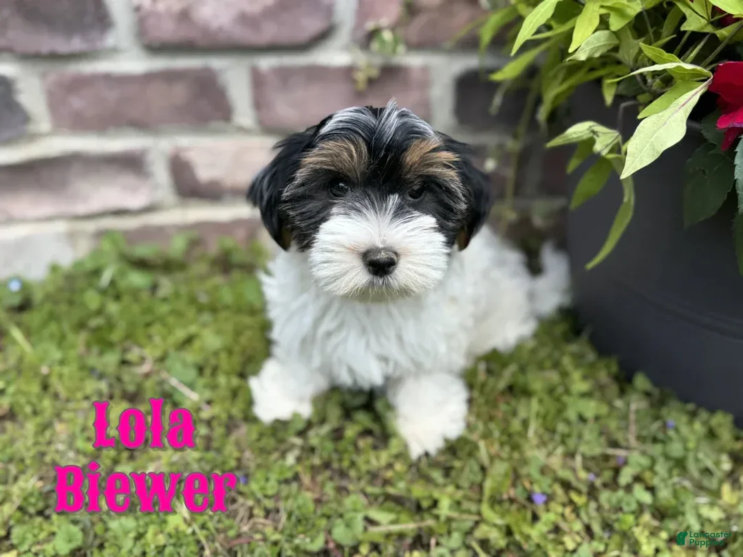 Yorkshire Terrier dogs for sale: Lola - Image 2
