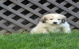 Great Pyrenees dogs for sale: Jack - Image 2