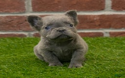 French Bulldog dogs for sale: Lilly - Image 8