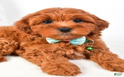 Cavapoo dogs for sale: Cavapoo 5 puppies - Image 5