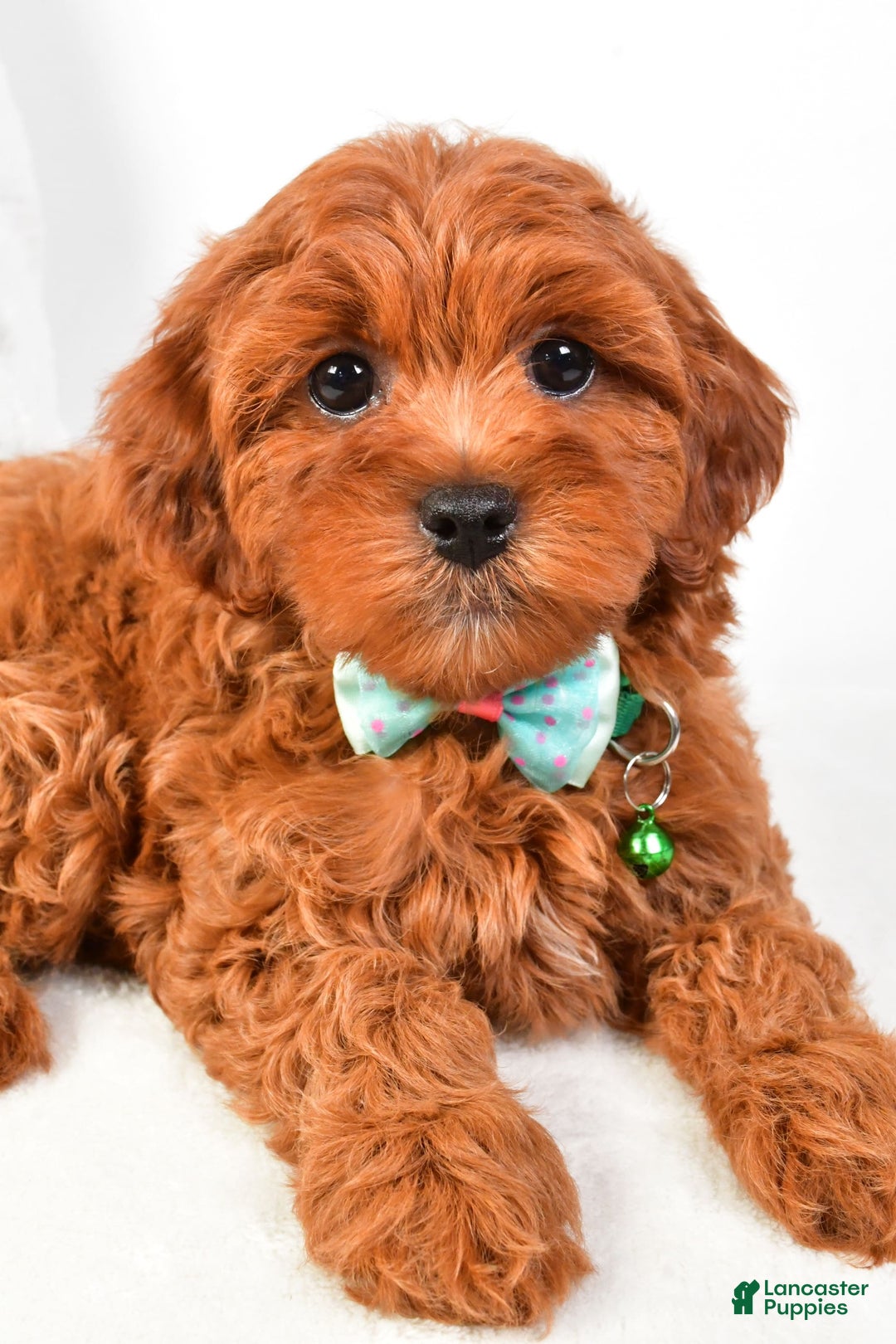 Cavapoo dogs for sale: Cavapoo 5 puppies - Image 5