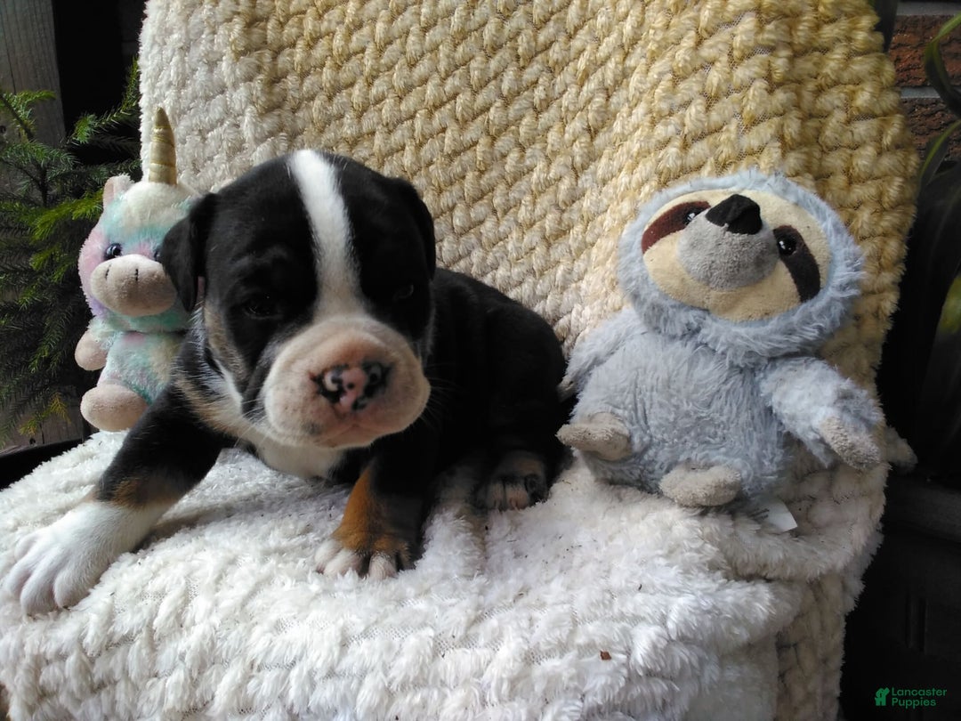 Olde English Bulldogge dogs for sale: Ethan - Image 10