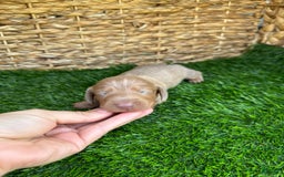 Miniature Dachshund dogs for sale: Jasmine - Image 2