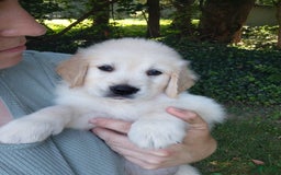 Golden Retriever dogs for sale: Poppy - Image 21