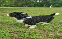 Mini Bernedoodle dogs for sale: Poppy - Image 5