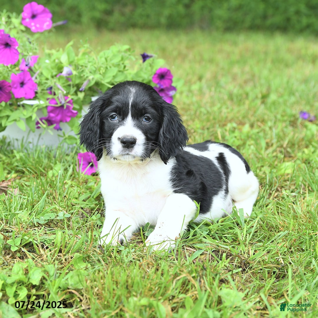 English Springer Spaniel dogs for sale: Pearl - Image 3