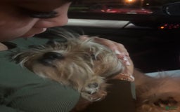 Shih Tzu dogs for sale: Luna - Image 8