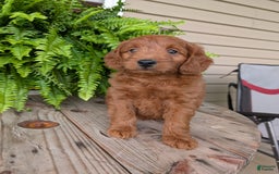 Mini Goldendoodle dogs for sale: Mini-logan - Image 41