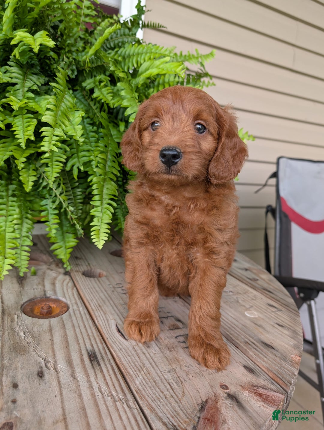 Mini Goldendoodle dogs for sale: Mini-logan - Image 41