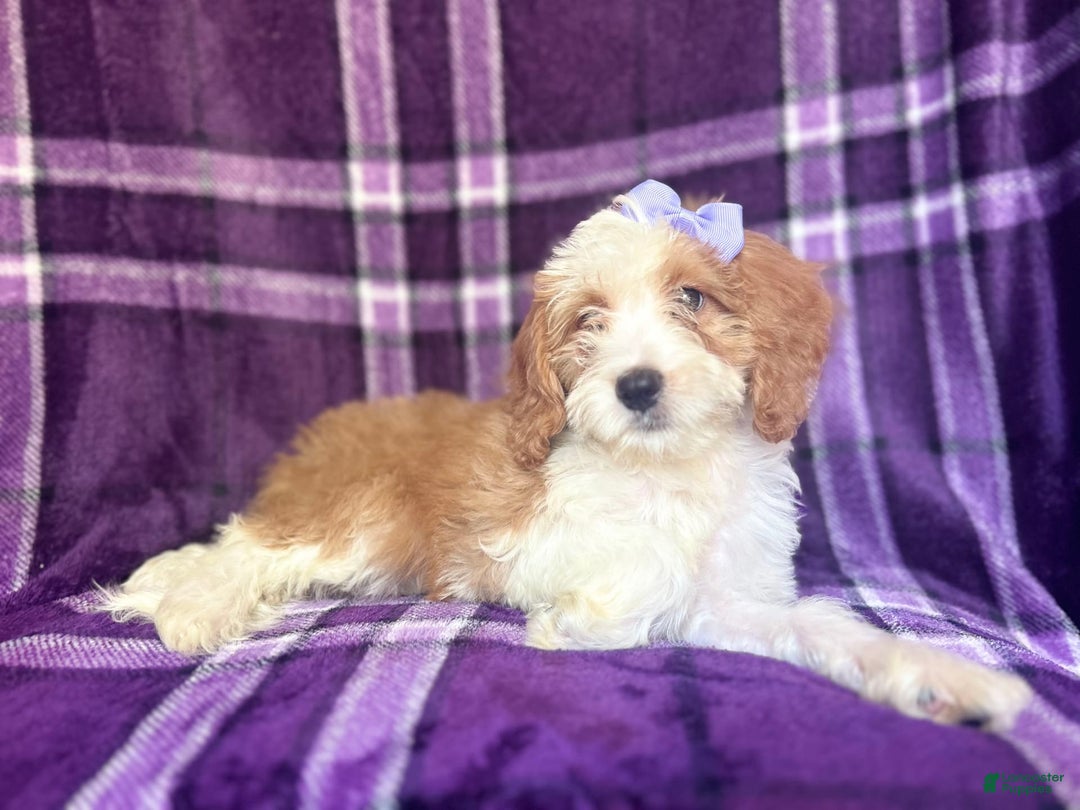 Cavapoo dogs for sale: Sophie - Image 4