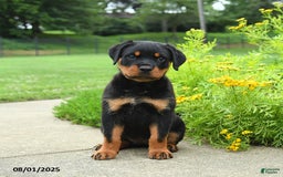 Rottweiler dogs for sale: Violet - Image 1