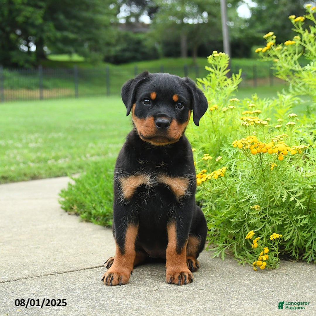 Rottweiler dogs for sale: Violet - Image 1