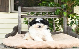 Miniature Poodle dogs for sale: Miniature Poodle 2 puppies - Image 8