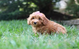 Schnoodle dogs for sale: Tasha - Image 4