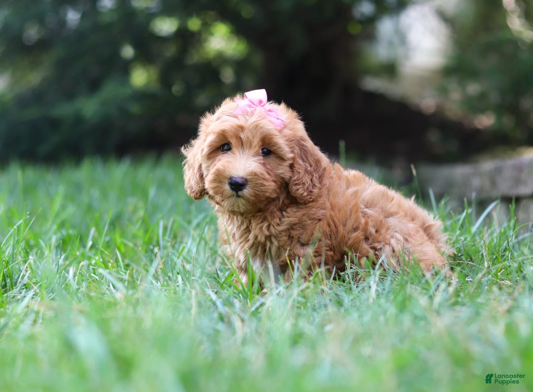 Schnoodle dogs for sale: Tasha - Image 4