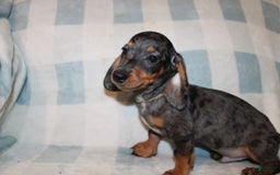 Miniature Dachshund dogs for sale: Teddy Mini - Image 7