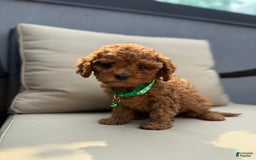 Toy Poodle dogs for sale: Frankie - Image 3