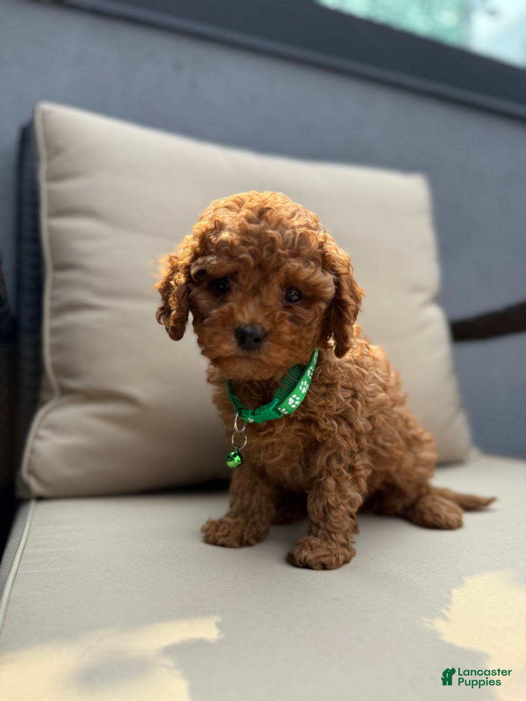 Toy Poodle dogs for sale: Frankie - Image 3