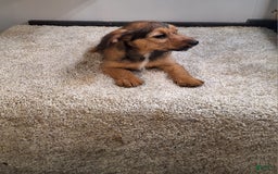 Jackapoo dogs for sale: Coco - Image 3
