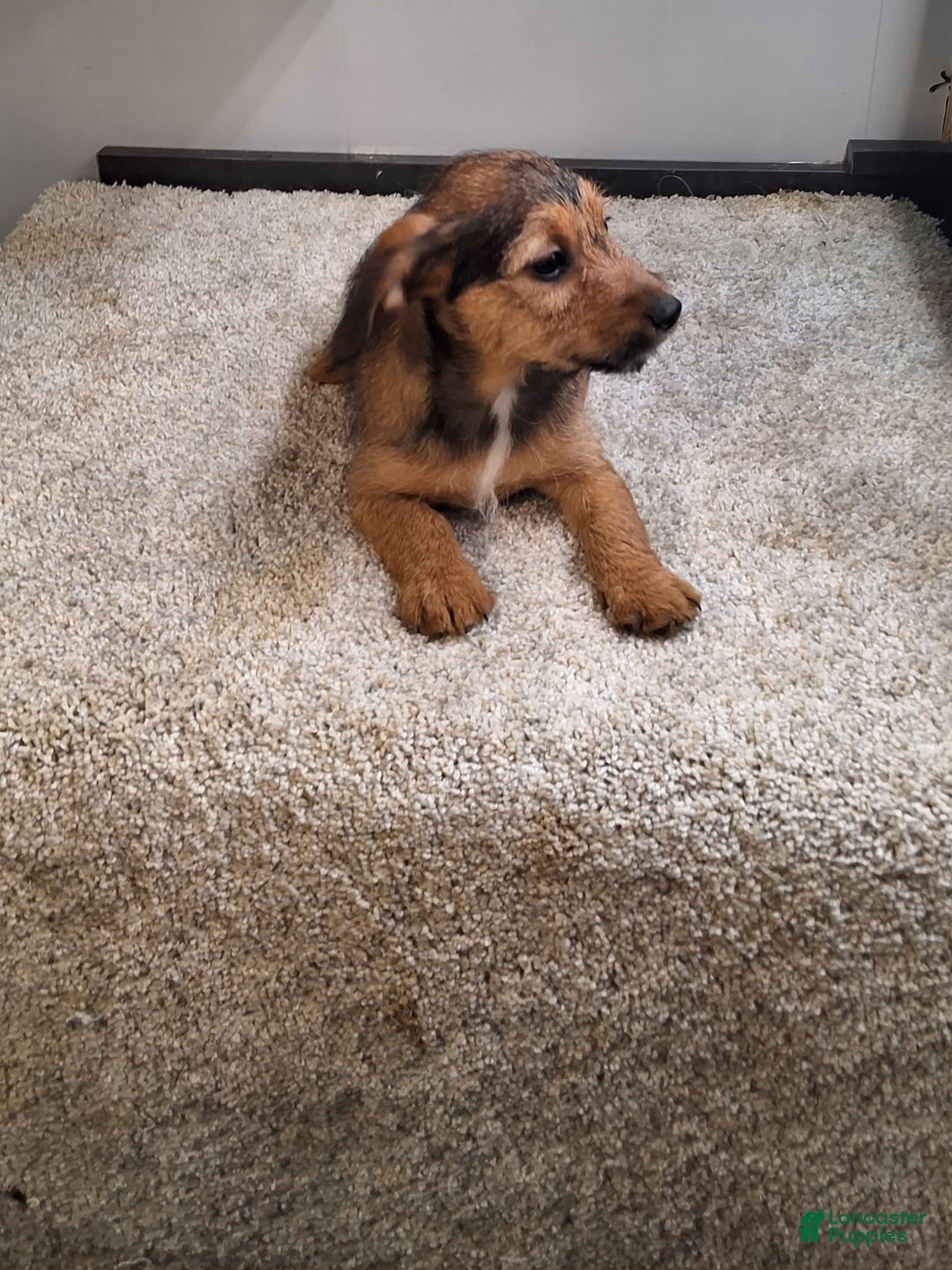Jackapoo dogs for sale: Coco - Image 3
