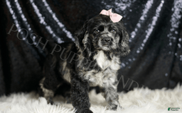 Cocker Spaniel dogs for sale: Rainbow Dash - Image 3