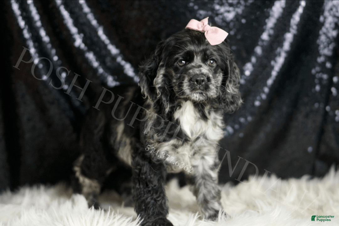 Cocker Spaniel dogs for sale: Rainbow Dash - Image 3