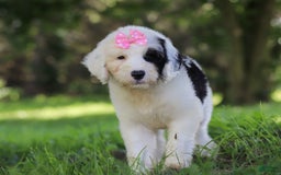 Sheepadoodle dogs for sale: Leah - Image 6