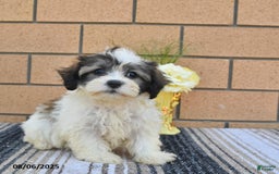 Teddy Bear dogs for sale: Foxy - Image 3