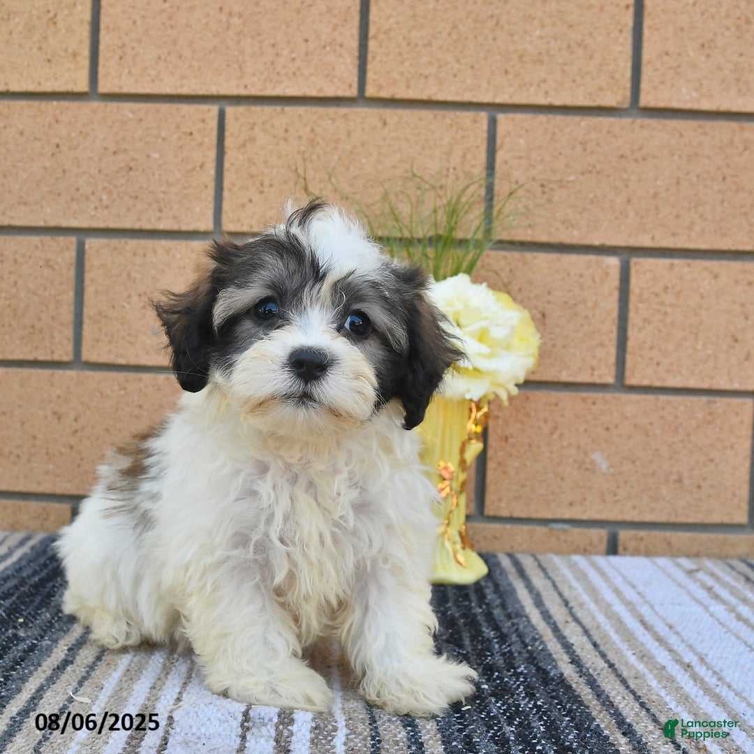 Teddy Bear dogs for sale: Foxy - Image 3