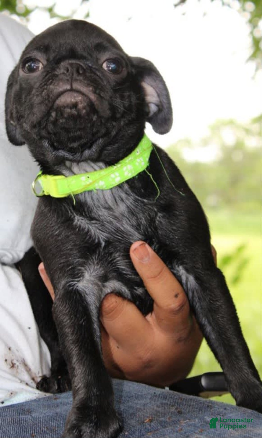 Pug dogs for sale: Oscar - Image 1