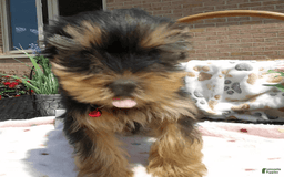 Yorkshire Terrier dogs for sale: Finn - Image 4