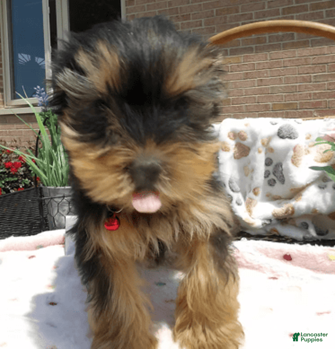 Yorkshire Terrier dogs for sale: Finn - Image 4