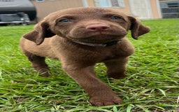 Chesapeake Bay Retriever dogs for sale: Female Purple Collar - Image 3