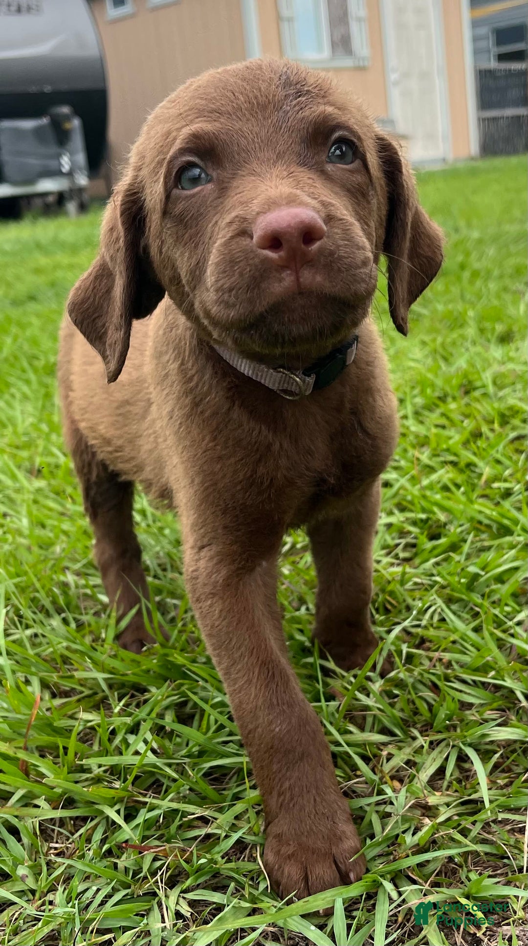 Chesapeake Bay Retriever dogs for sale: Female Purple Collar - Image 3