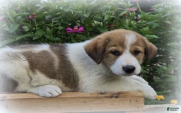 Great Pyrenees dogs for sale: Willow - Image 2