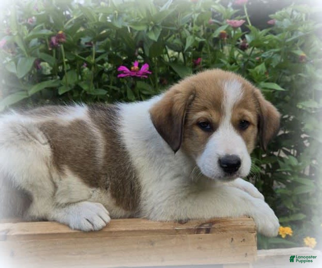 Great Pyrenees dogs for sale: Willow - Image 2