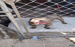 American Bully dogs for sale: Tiny - Image 1