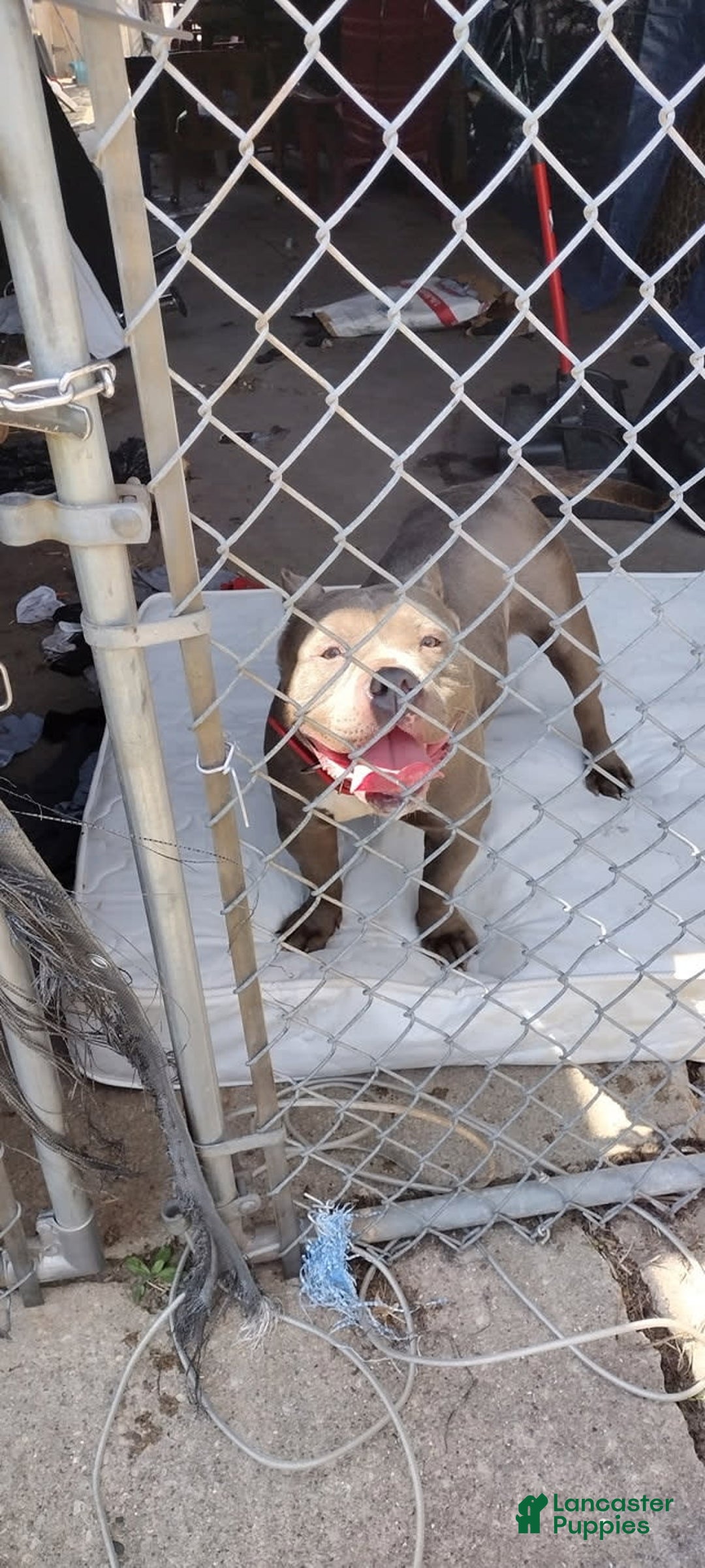 American Bully dogs for sale: Tiny - Image 1